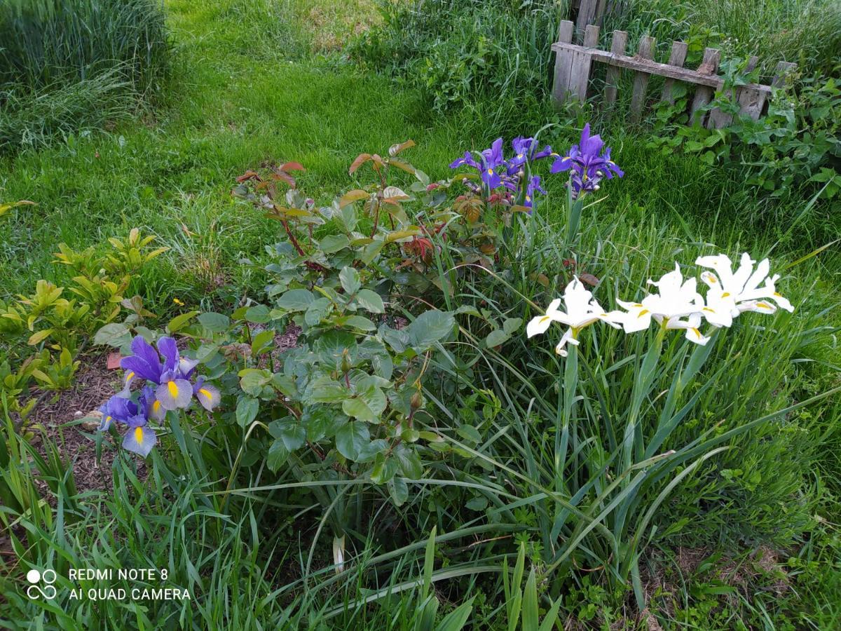 La Ferme Des Cerisiers Bed and Breakfast Reventin-Vaugris Buitenkant foto